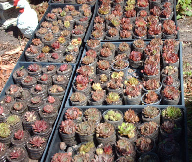 Hen and chicks for sale