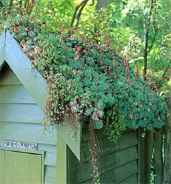 House Leeks On Roof