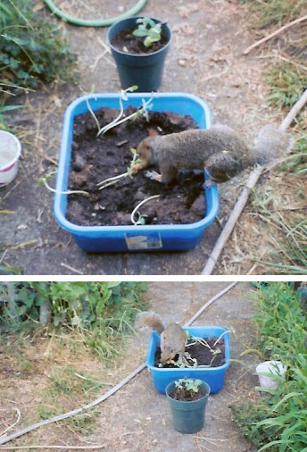 Squirrel Helping Me Plant