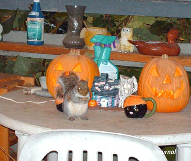 Polly-Halloweeen It's scary out here. Can I come in? Please