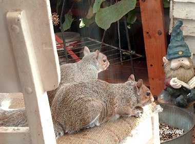 Polly Squirrel Babies Eating Yummy Mom taught us well....the food just comes to us.