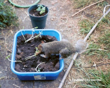 I'm working planting seeds (and eating some).  It was a lot of work.