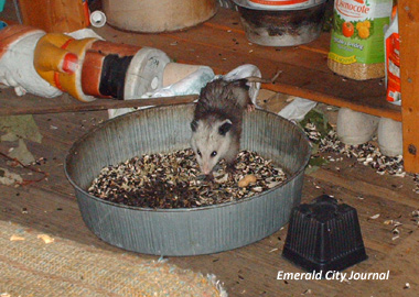 ...and eating more. ...and eating more.