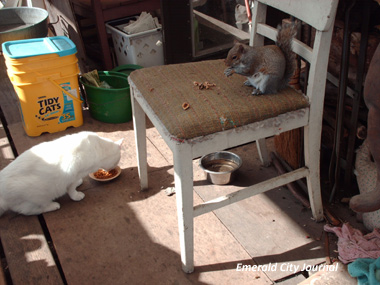 Lunch break with Frosty the cat