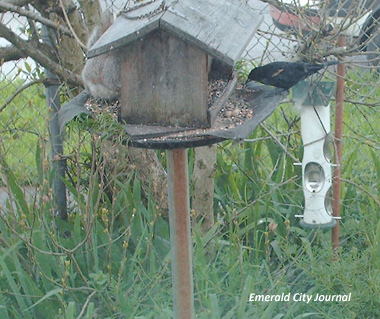 Bird Feeder Talking with the blackbird