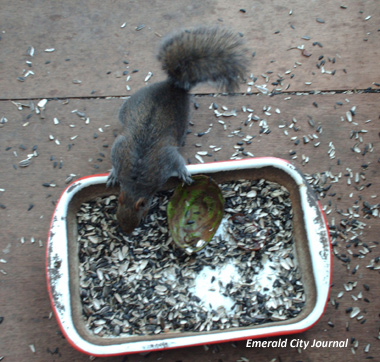 Blacky...Get out of my seed dish! Blacky...Get out of my seed dish!