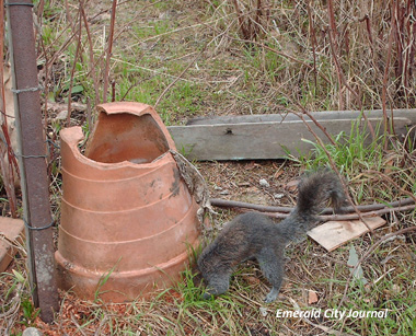 Blacky digging up the yard Blacky digging up the yard