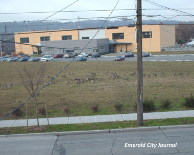 Geese Flock of Geese I hope they don't come over here.