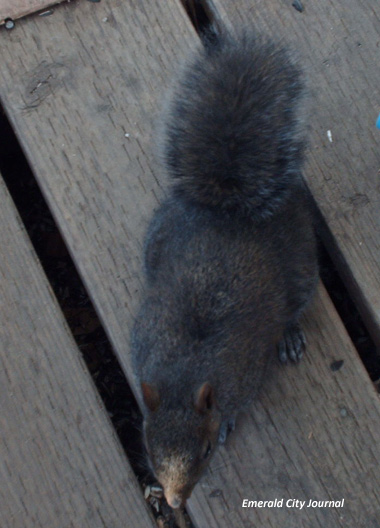 I'm Blacky and I brought a lot of acorns. 