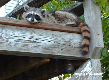 Hey I am visiting also can I get some food? I will just be chilling here ok Hey I am visiting also can I get some food? I will just be chilling here ok