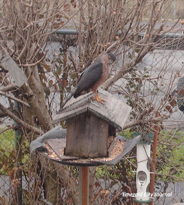HawkBird Official Immigration Agent