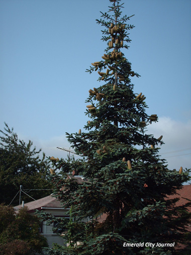 The tree I found a few houses down