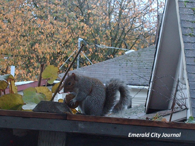Polly The Squirrel I do like these Kiwi
