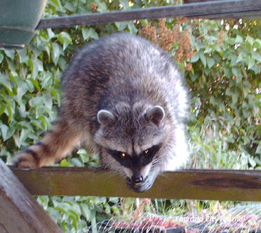 Racoon on porch These Racoons are scary