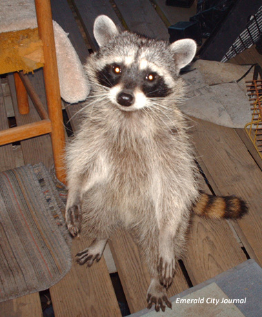 Well.. I admit this Racoon is kida cute