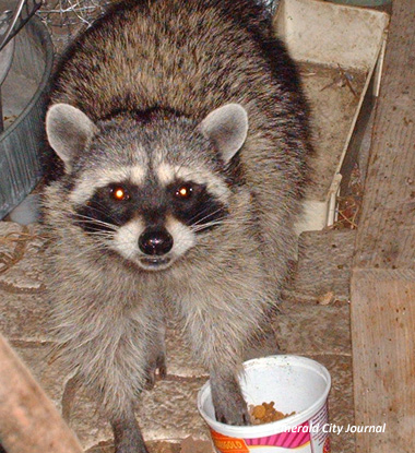 Racoon In Food Hey get out the cat food!