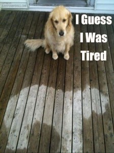 Funny Dog Pic