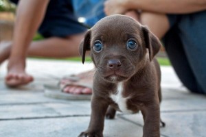 Dog on duty guarding the house