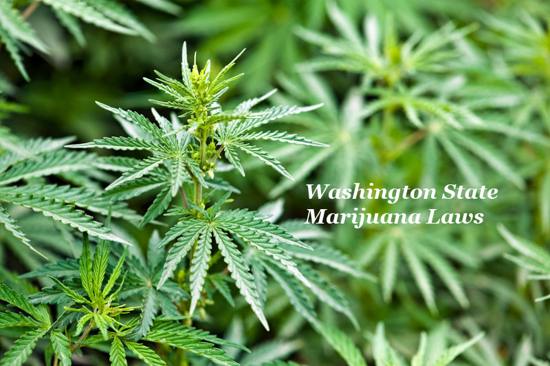 Washington State Marijuana Laws