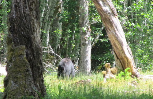 Bear At Enchanted Valley National Park