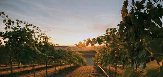 Walla Walla Wine Country Photo