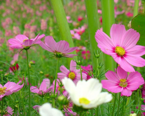 Michael Spafford Seattle Obituary