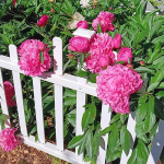 Peonies on a white fence May 2026