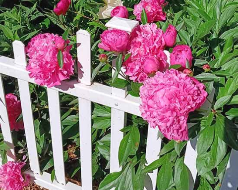Peonies on a white fence May 2026