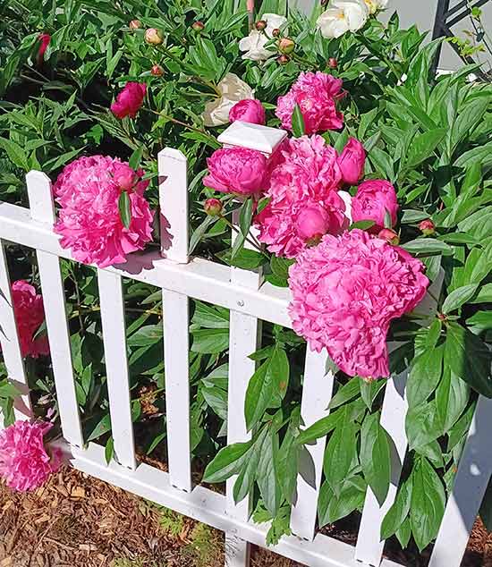 Peonies on a white fence May 2026